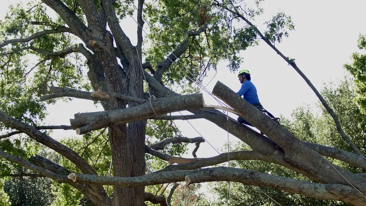 Professional Hazardous Tree Removal performed by certified arborists in Bishop