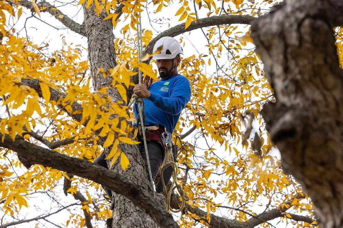 Skilled Storm Damage Cleanup crew working in Bishop